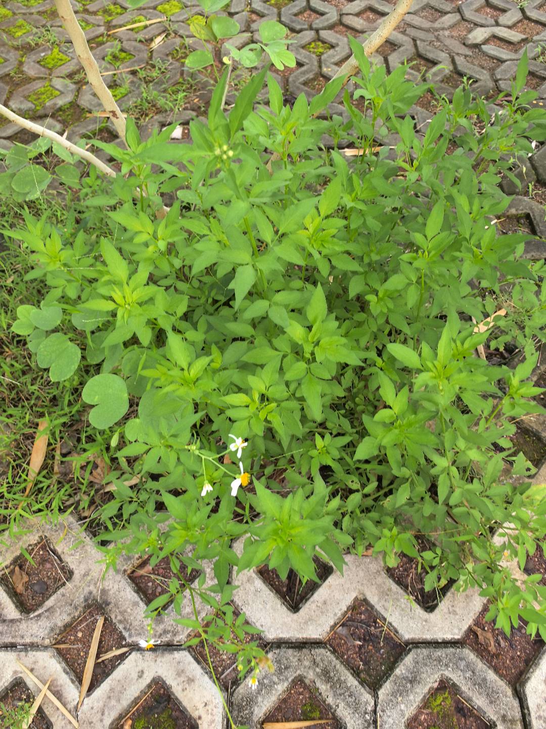 白花鬼针草