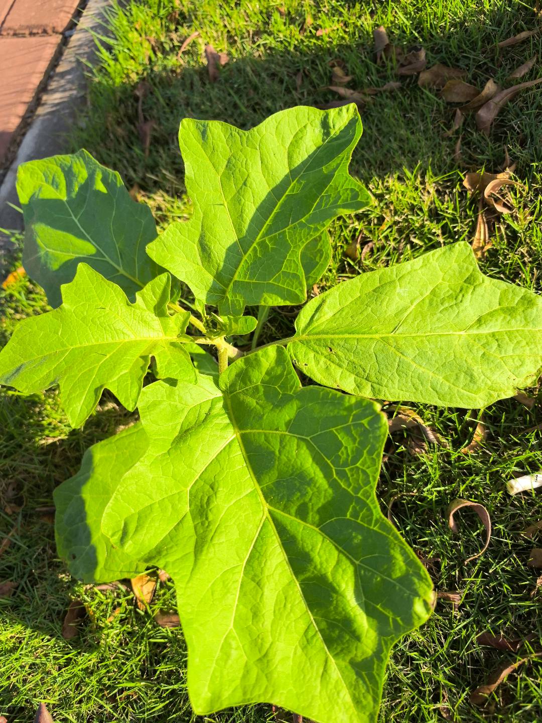 刺茄