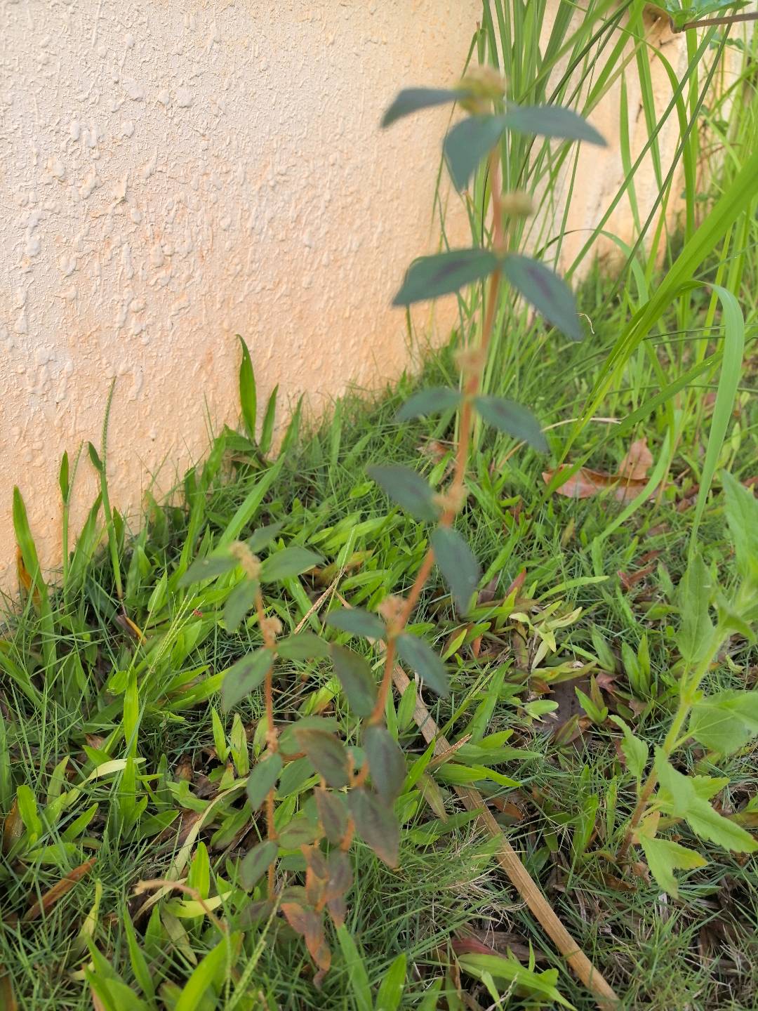 飞扬草