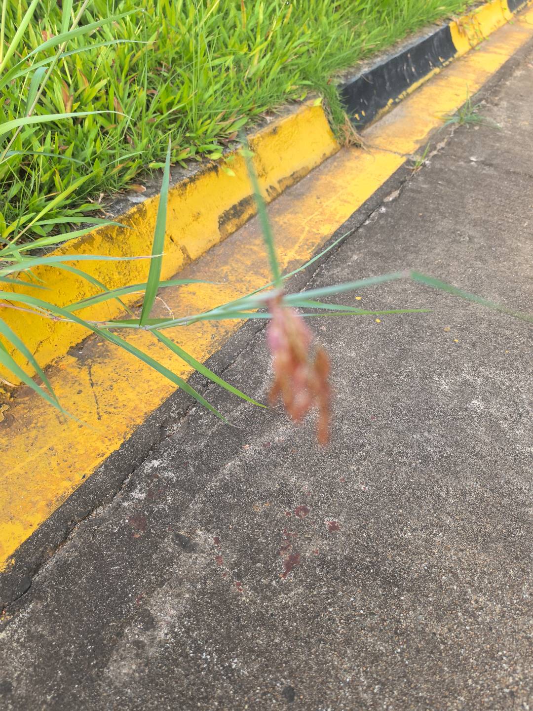 红毛草