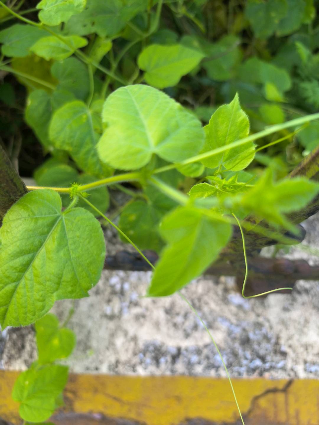 龙珠果