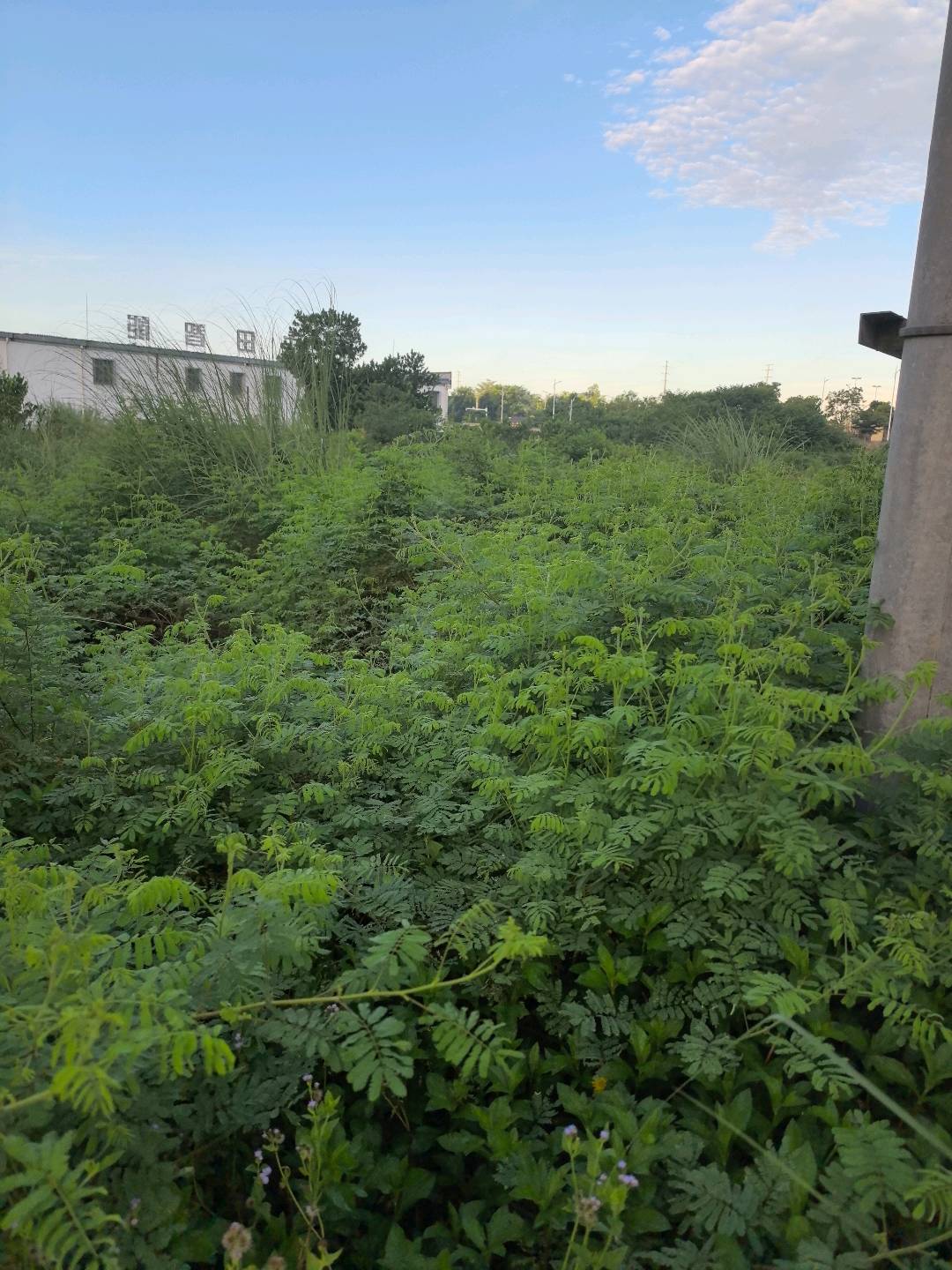 巴西含羞草