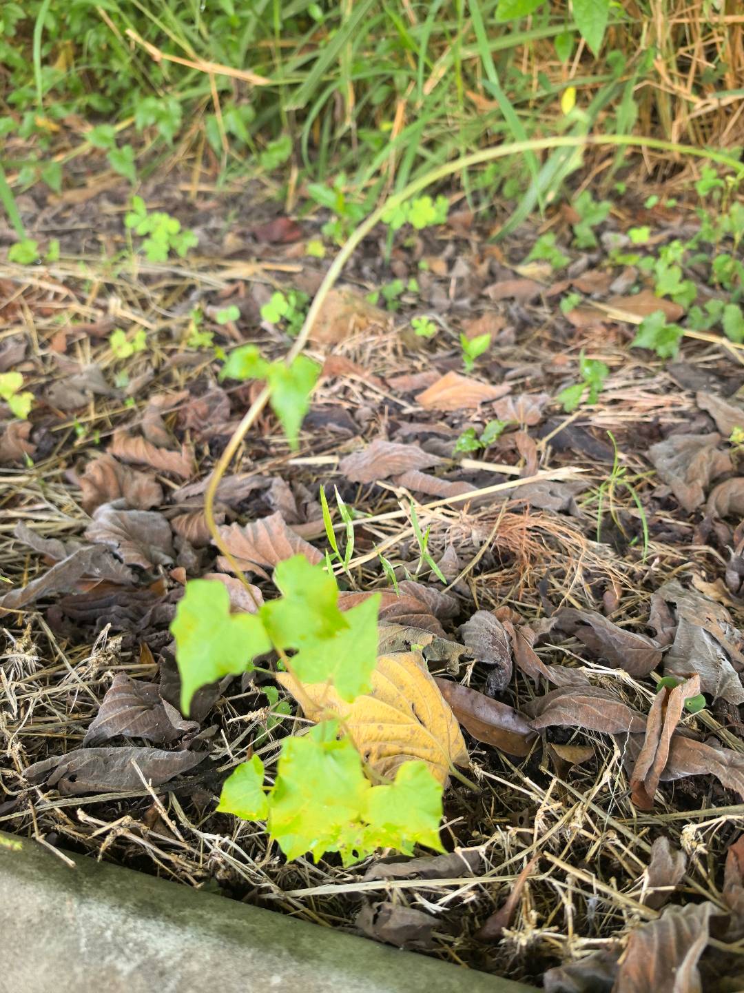 薇甘菊