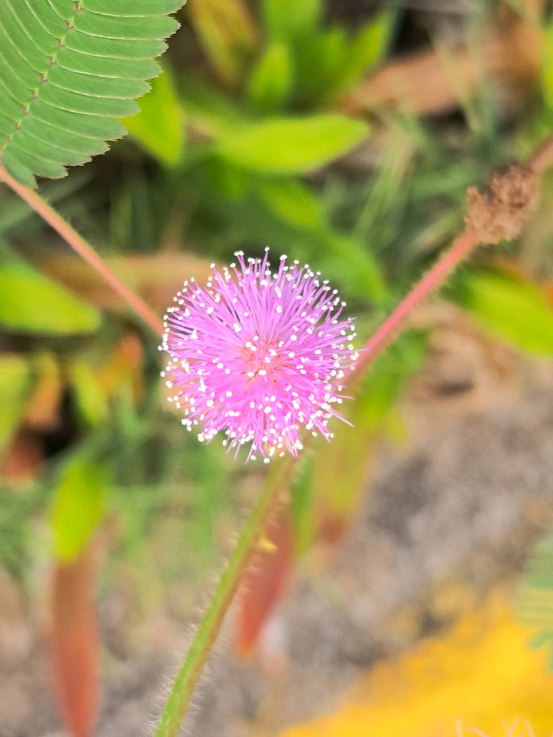 含羞草