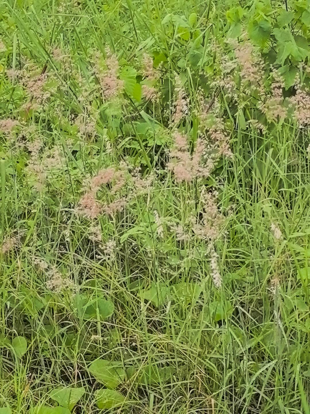 红毛草