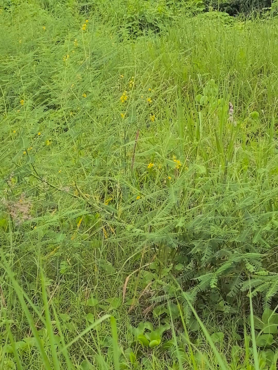 田菁