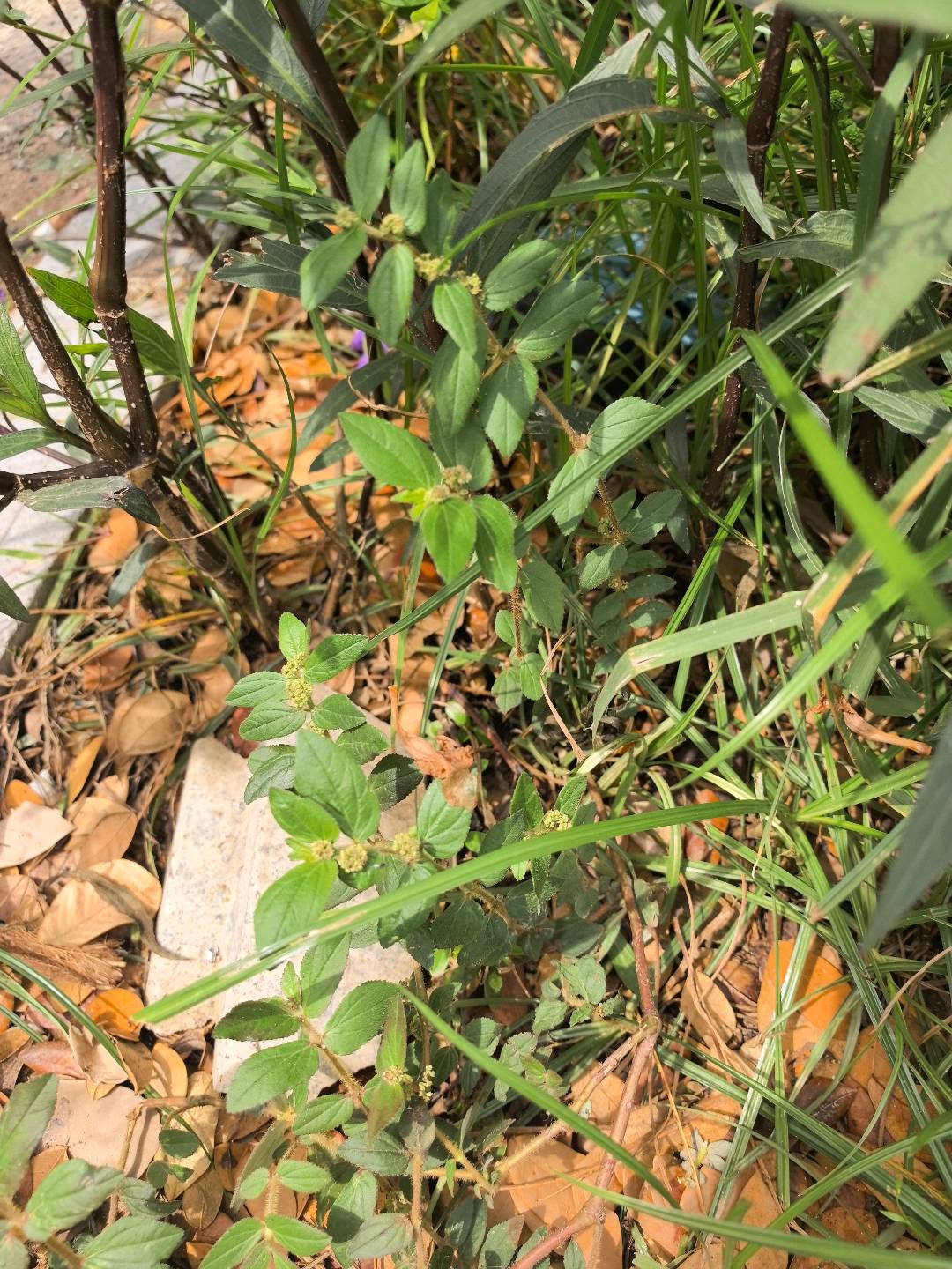 飞扬草